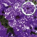 Afbeelding van Petunia P12 Night Sky